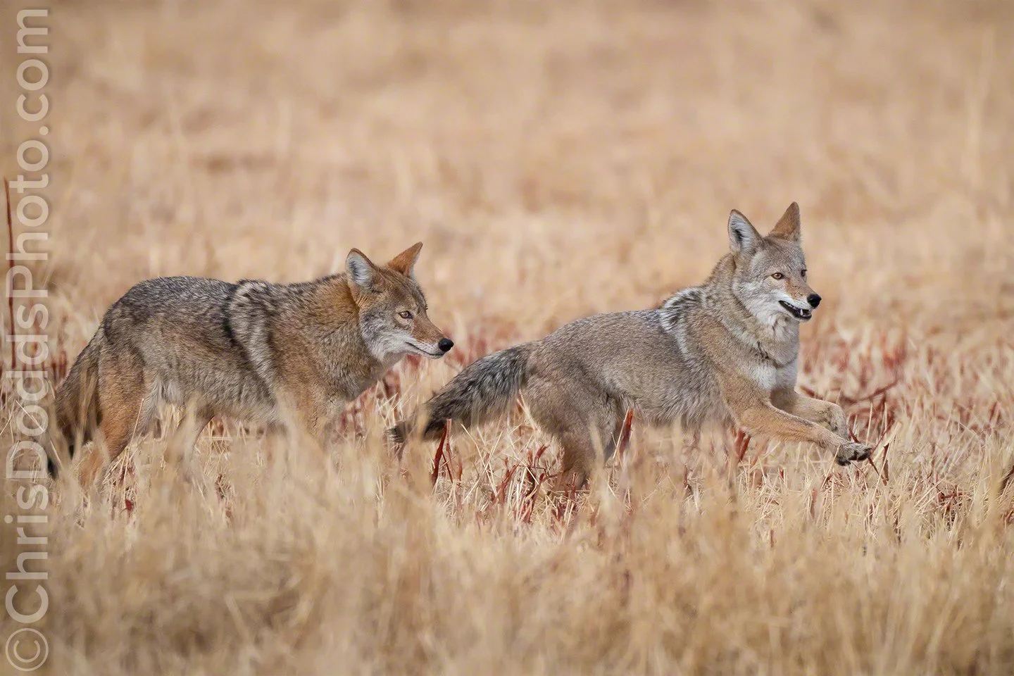 Coyotes of Bosque del Apache National Wildlife Refuge New Mexico